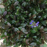 Ajuga reptans chocolate chips