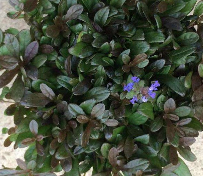 Ajuga reptans chocolate chips