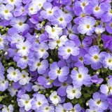 Aubrieta cascade bicolor  v. 10