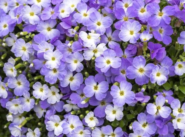 Aubrieta cascade bicolor  v. 10