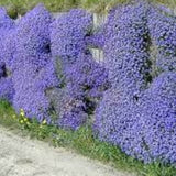 Aubrieta Azurea in vaso
