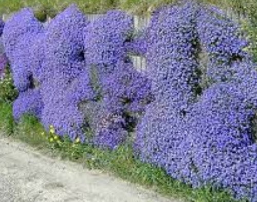 Aubrieta Azurea in vaso
