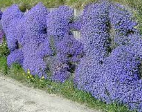 Aubrieta Azurea in vaso