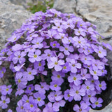Aubrieta Azurea in vaso