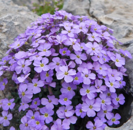 Aubrieta Azurea in vaso