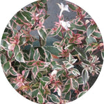 Abelia (x) grandiflora 'Sparkling Silver' v. 18