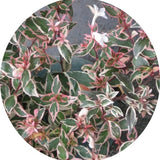 Abelia (x) grandiflora 'Sparkling Silver' v. 18
