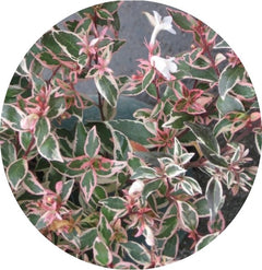 Abelia (x) grandiflora 'Sparkling Silver' v. 18
