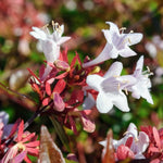 Abelia (x) grandiflora 'Sparkling Silver' v. 18