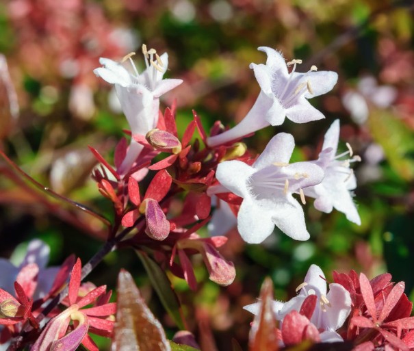 Abelia (x) grandiflora 'Sparkling Silver' v. 18