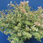 Abelia (x) grandiflora 'Sparkling Silver' v. 18