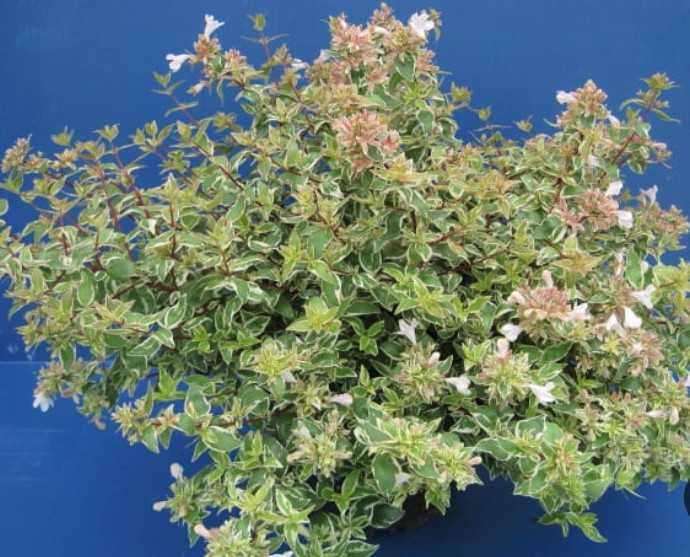Abelia (x) grandiflora 'Sparkling Silver' v. 18