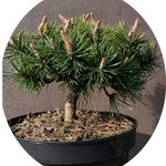 Pinus Mugo Humpy conifera nanissima vaso 15/16