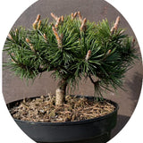 Pinus Mugo Humpy conifera nanissima vaso 15/16