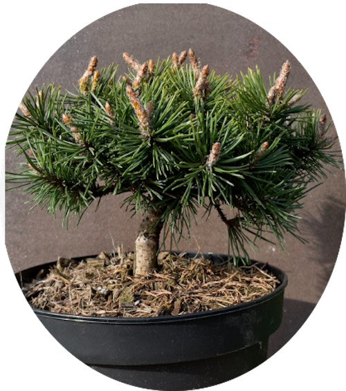 Pinus Mugo Humpy conifera nanissima vaso 15/16