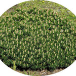 Pinus Mugo Humpy conifera nanissima vaso 15/16