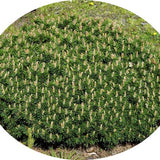 Pinus Mugo Humpy conifera nanissima vaso 15/16