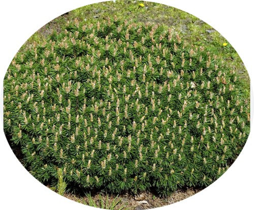 Pinus Mugo Humpy conifera nanissima vaso 15/16