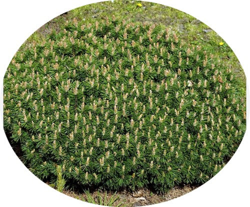Pinus Mugo Humpy conifera nanissima vaso 15/16