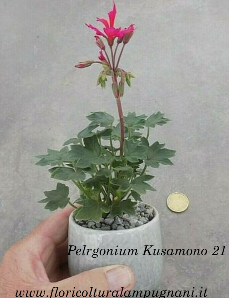 Pelargonium Kusamono 21 con vaso in ceramica