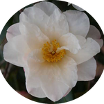 Camelia sasanqua Ginryu