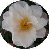 Camelia sasanqua Ginryu