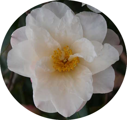Camelia sasanqua Ginryu