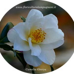 Camelia sasanqua Ginryu
