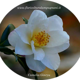 Camelia sasanqua Ginryu