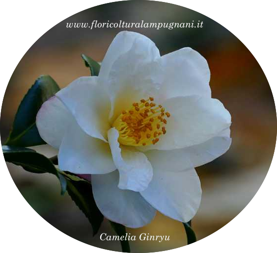 Camelia sasanqua Ginryu