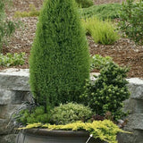 Juniperus horizontalis golden carpet v. 14