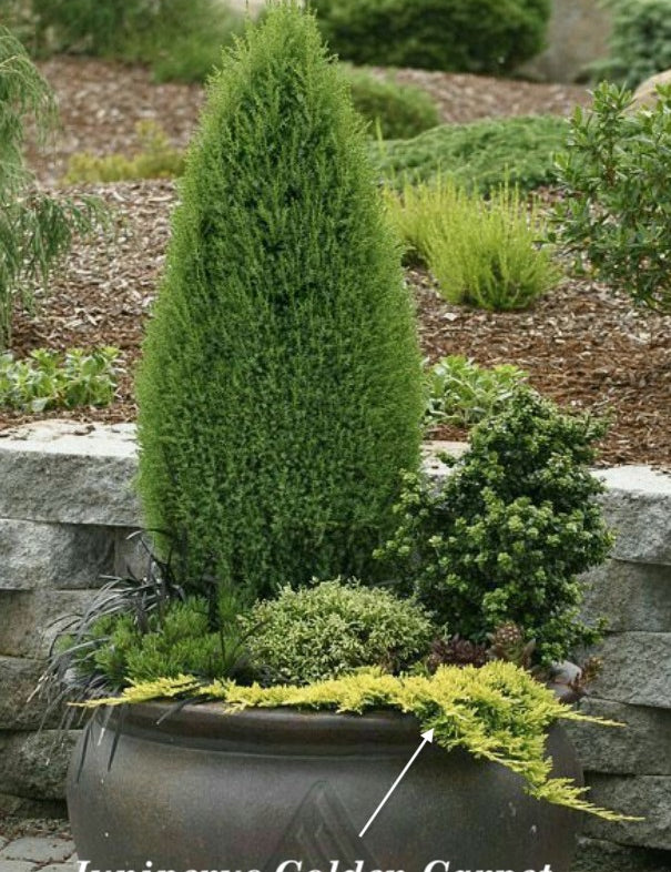 Juniperus horizontalis golden carpet v. 14