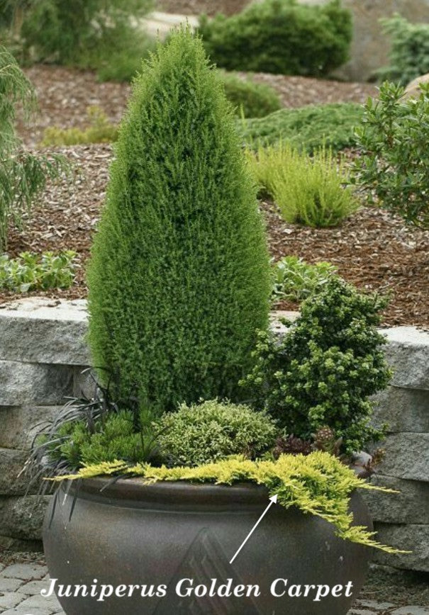 Juniperus horizontalis golden carpet v. 14