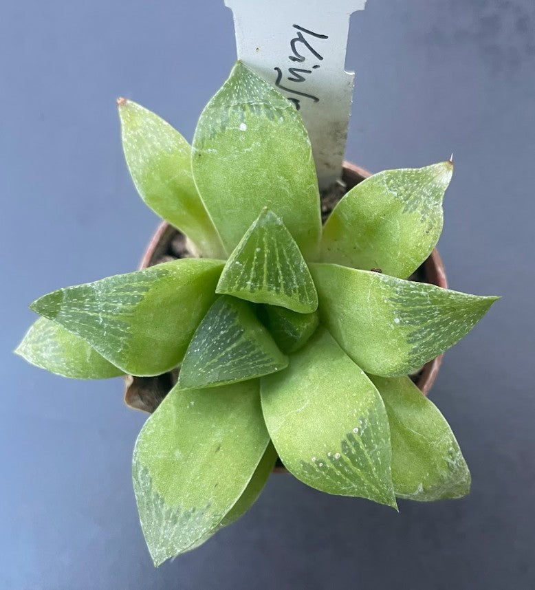 Haworthia kinjo