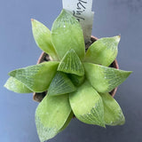 Haworthia kinjo