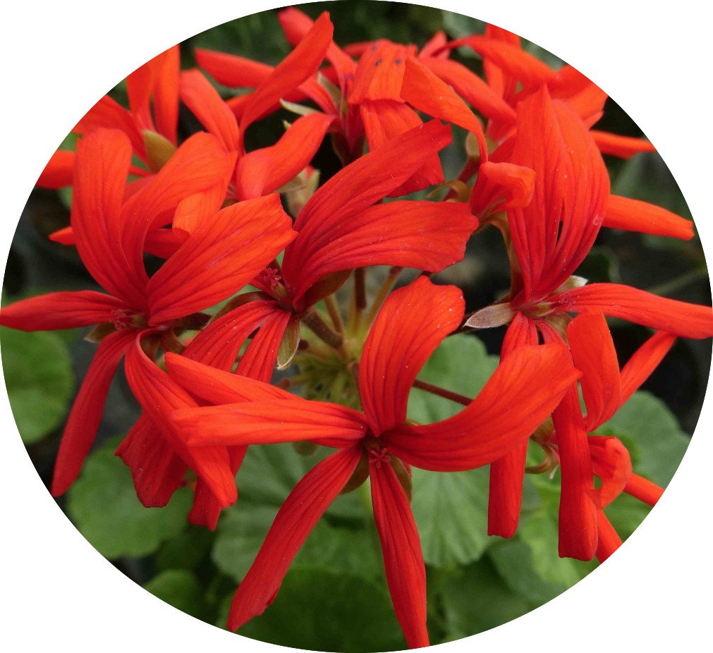 Pelargonium Brockbury Scarlet