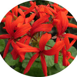 Pelargonium Brockbury Scarlet