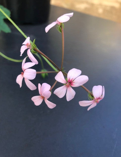 Pelargonium The boar