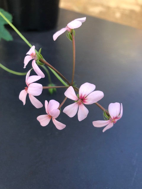 Pelargonium The boar