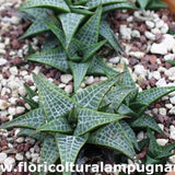 Haworthia tessellata reticulata ref.54
