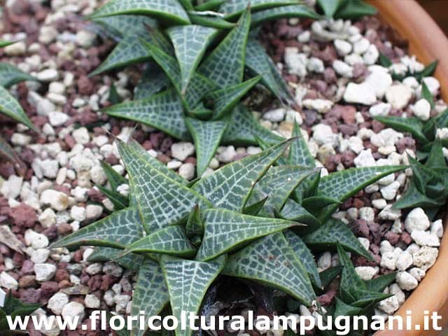 Haworthia tessellata reticulata ref.54