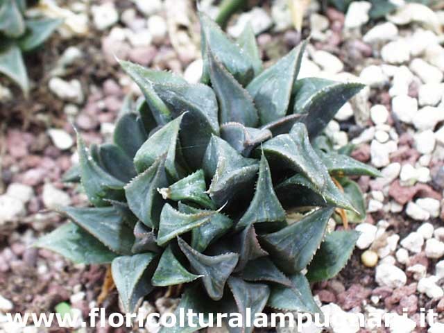 Haworthia mirabilis