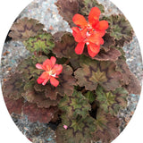 Pelargonium Moor adatto per Kusamono
