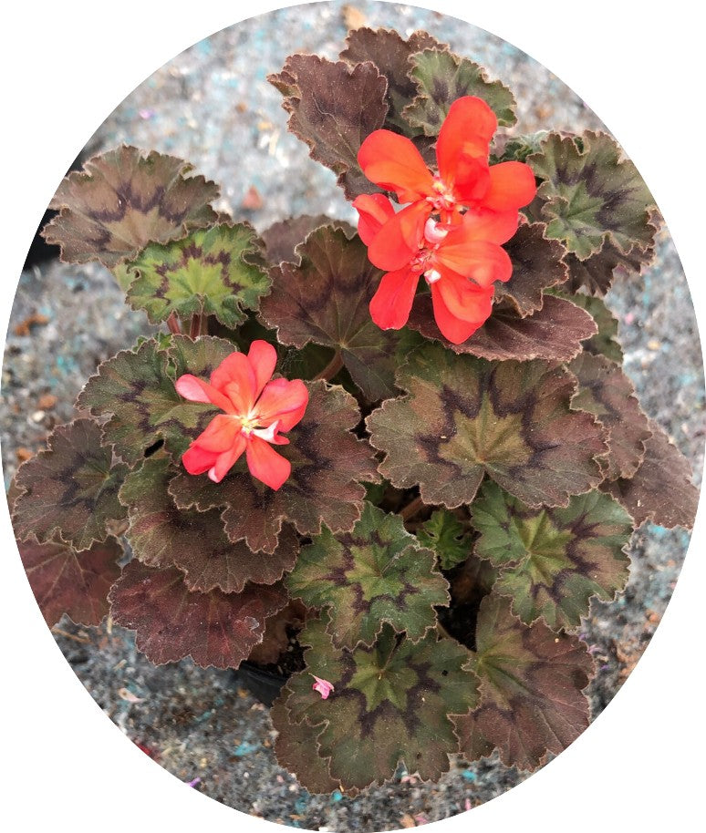 Pelargonium Moor adatto per Kusamono