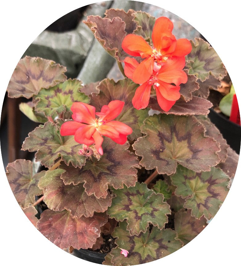 Pelargonium Moor adatto per Kusamono