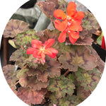 Pelargonium Moor adatto per Kusamono