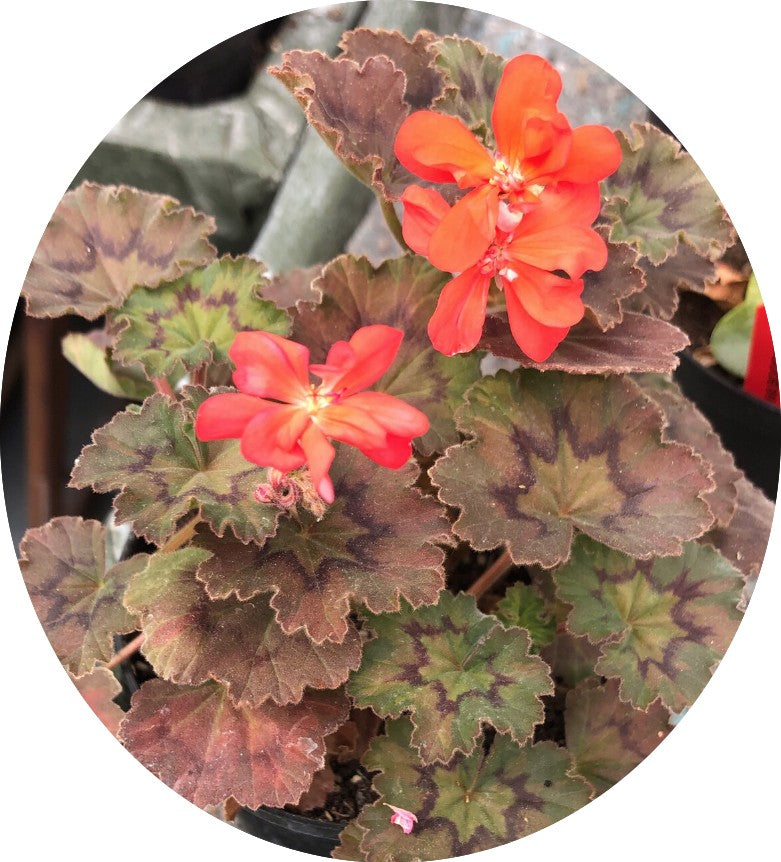 Pelargonium Moor adatto per Kusamono