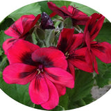 Pelargonium Saffron in vaso 10