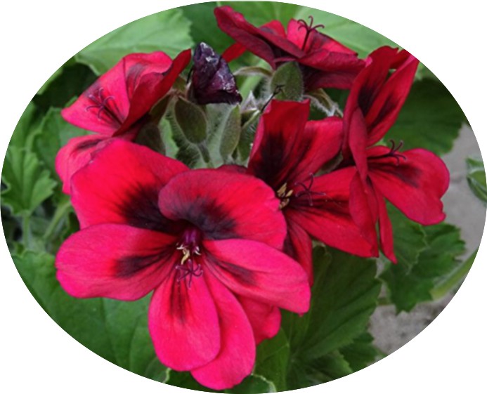 Pelargonium Saffron in vaso 10