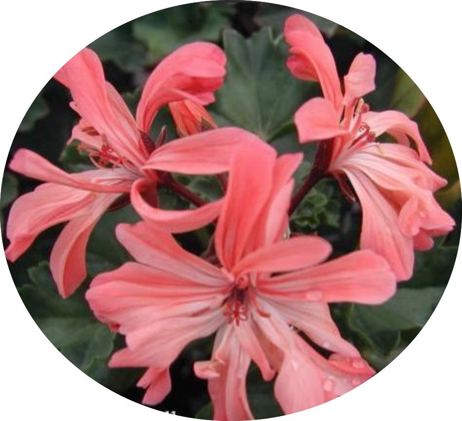 Pelargonium Kusamono 27